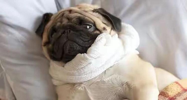 幼犬感冒如何应对（预防和治疗幼犬感冒的关键措施）