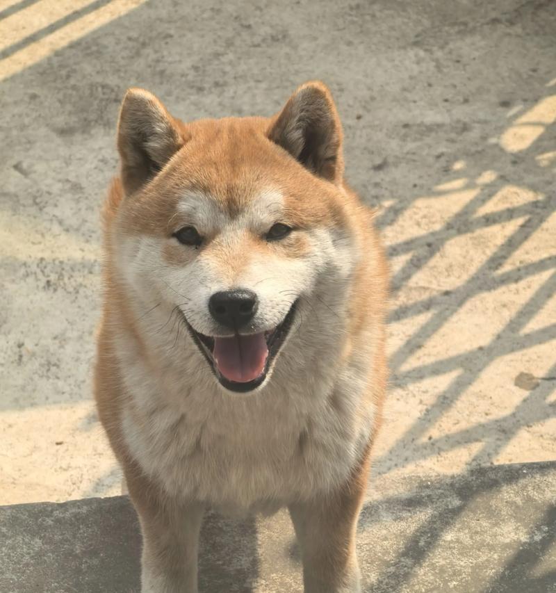 狗狗是否能理解人类的责骂？（探究狗狗对主人责骂的感知能力及其影响）