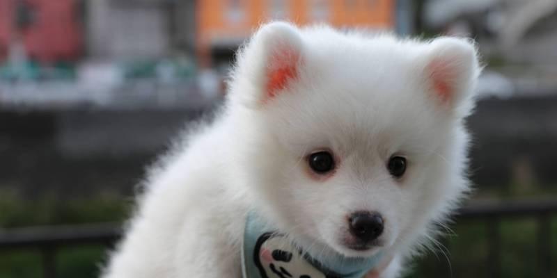 银狐犬的喂养宝典（让你的银狐犬健康快乐成长）
