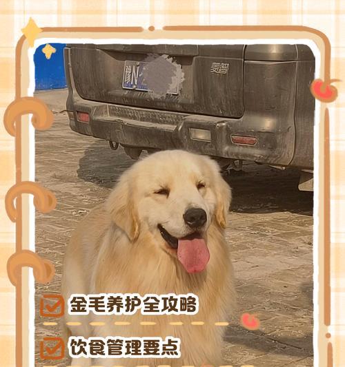 如何以金毛驱虫（金毛驱虫的有效方法和注意事项）
