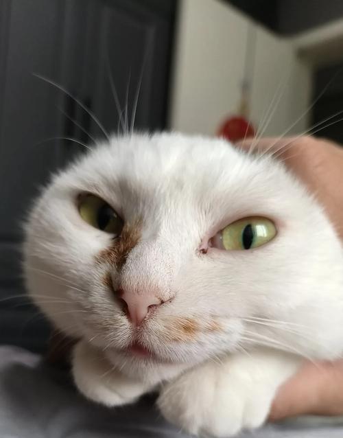 小猫光张嘴不出声，发声之谜揭秘（可爱的小猫为何不发声？发声机制解析带你揭开迷雾）