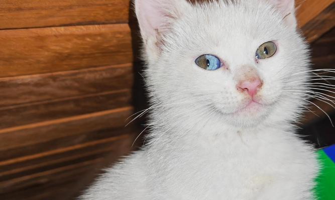小猫的颜色之变化（揭秘小猫生长过程中颜色的变化规律）