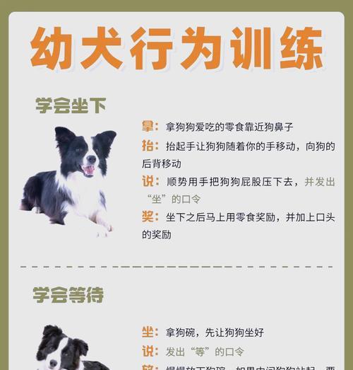资深铲屎官总结（打造幸福哈士奇生活的秘诀）