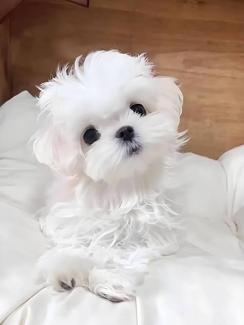 初生幼犬的饮食需求及注意事项（一月龄小狗的饮食营养如何提供？（）