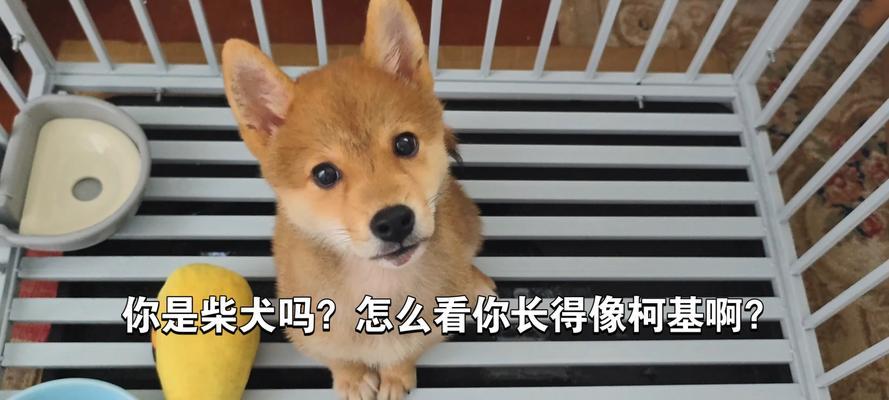 柯基与柴犬，谁更贵？（探究柯基和柴犬的市场价格及其背后的因素）