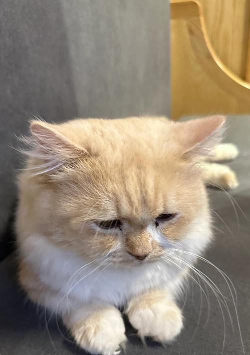 小猫一天没食欲，它发生了什么？（探究小猫食欲缺失的原因及应对方法）