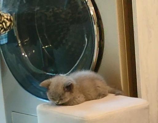 猫咪上吐下泻（揭秘猫咪消化系统疾病的罪魁祸首）