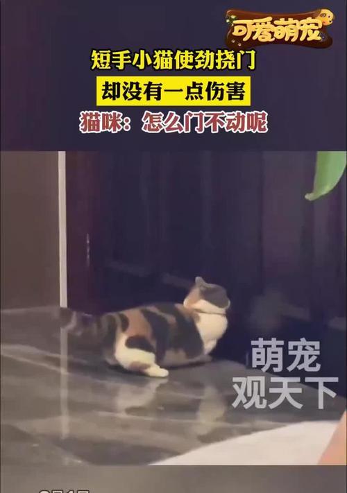 小猫脖子被门夹了没精神（救救它！小猫的困境需要我们的关注和帮助）
