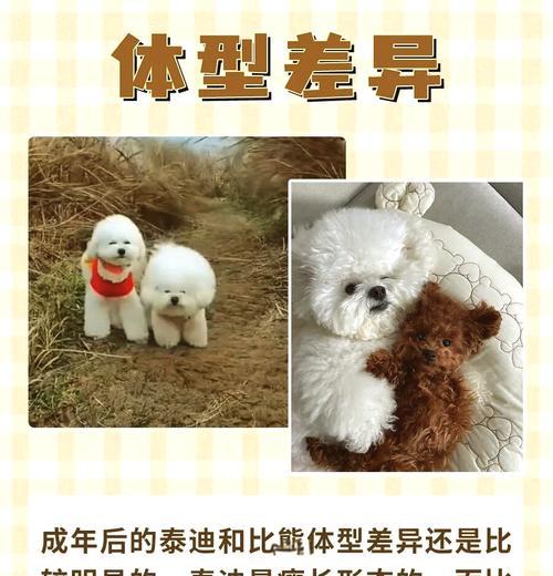 泰迪和比熊（哪个更聪明？一场毛茸茸的智力对决）