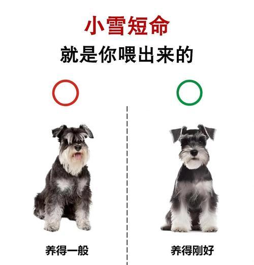 银狐犬的禁食食物（了解如何保护你的银狐犬远离有害食物）