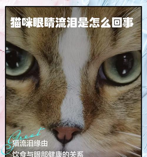 如何处理幼猫眼角有眼屎问题（为你的小猫提供正确的眼部护理）
