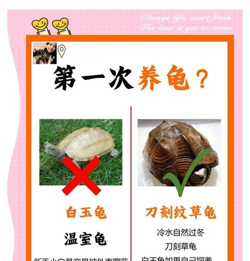 乌龟常见疾病及治疗方法大揭秘（保护你的爬行宠物健康的关键）