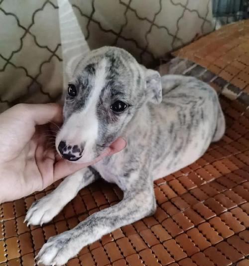 探索惠比特犬幼崽的成长与训练之道（解密宠物犬种中最聪明的一员，让你与宠物建立更亲密的关系）