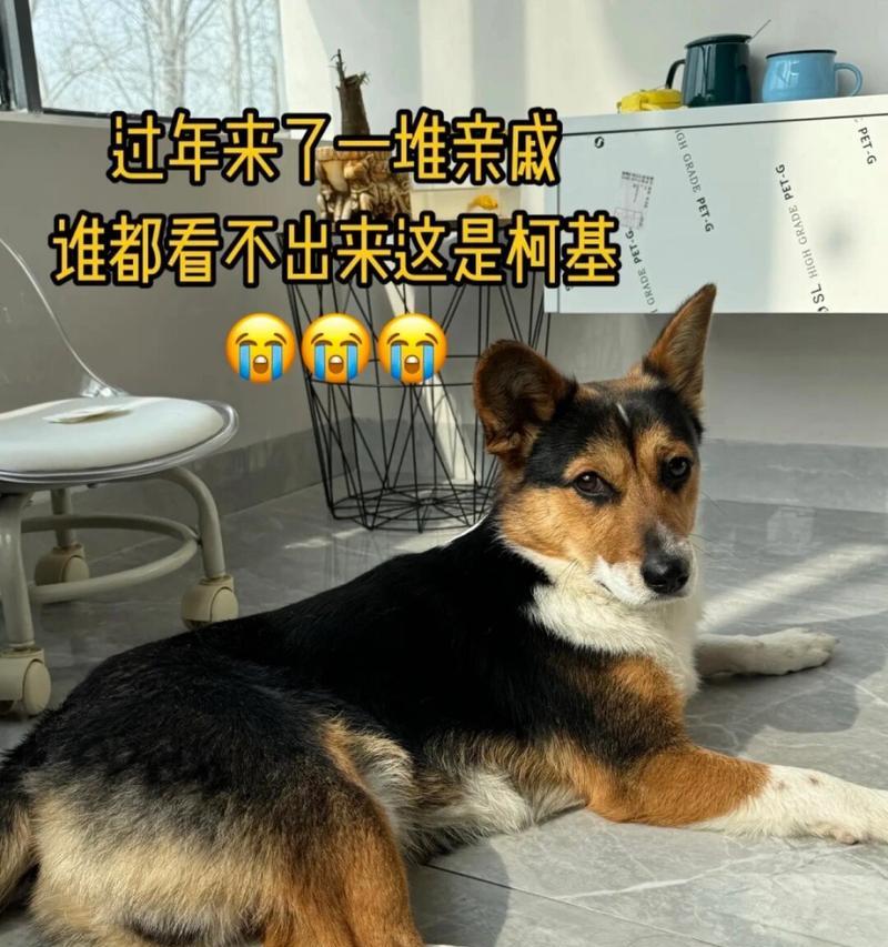 购买小狗的注意事项（关注这些问题，让你买到健康可爱的小狗）