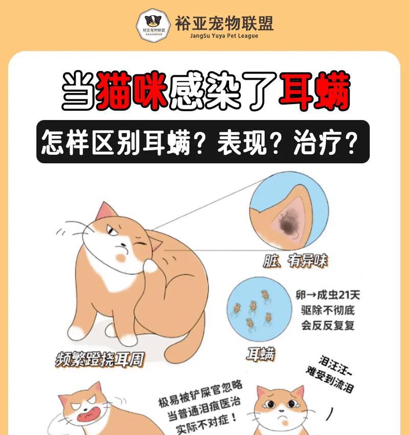 狗耳朵螨虫的治疗方法（有效治疗狗耳朵螨虫感染的关键措施）
