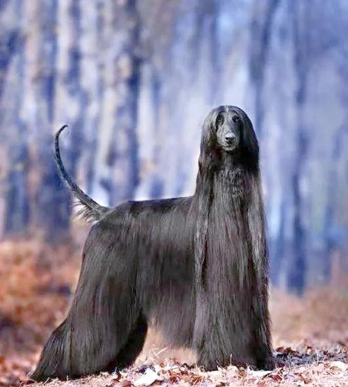 阿富汗猎犬的剃毛决策（揭秘阿富汗猎犬剃毛的利与弊）