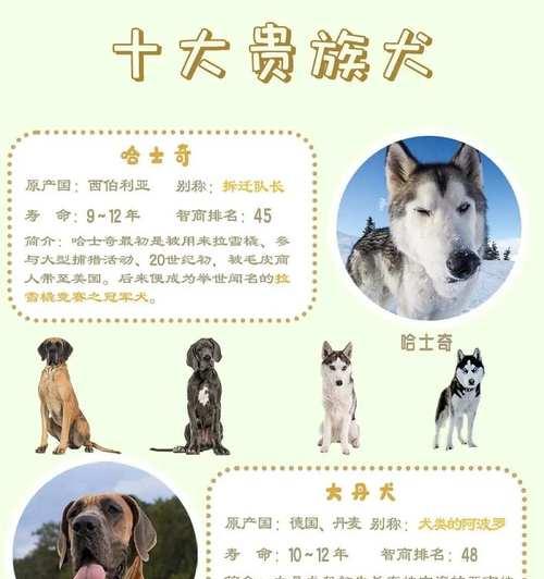 全球十大最受欢迎的保姆犬品种(探索这些可爱而贴心的宠物狗,了解它们的特点与魅力)