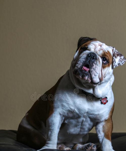 英国斗牛犬的咬合力(探究英国斗牛犬独特的咬合力与其引发的争议)