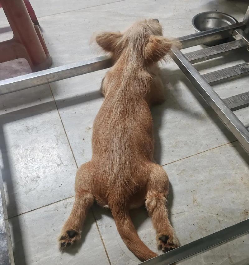 狗狗感冒了,为何总是趴地上睡觉?(探究狗狗感冒时趴地上睡眠习惯的原因)