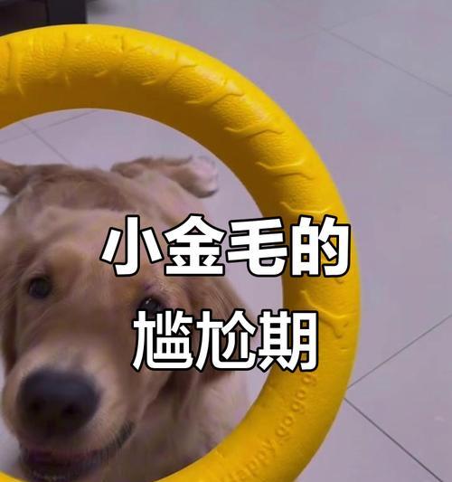五个月金毛的科学喂养之道（为你的金毛宝宝提供健康成长的全面指南）
