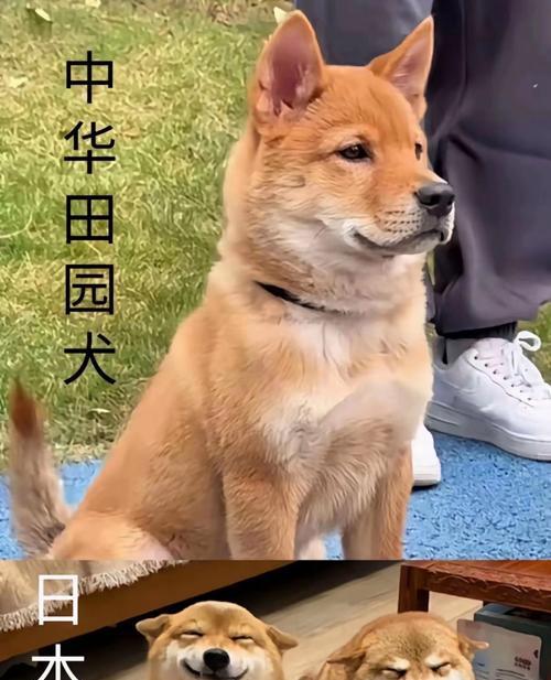 柴犬与秋田犬(从外貌到性格,一探柴犬和秋田犬的差异与相似)