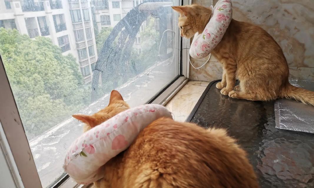 猫咪拆线后如何摘掉头套?(了解正确的摘除方式,让猫咪更舒适)