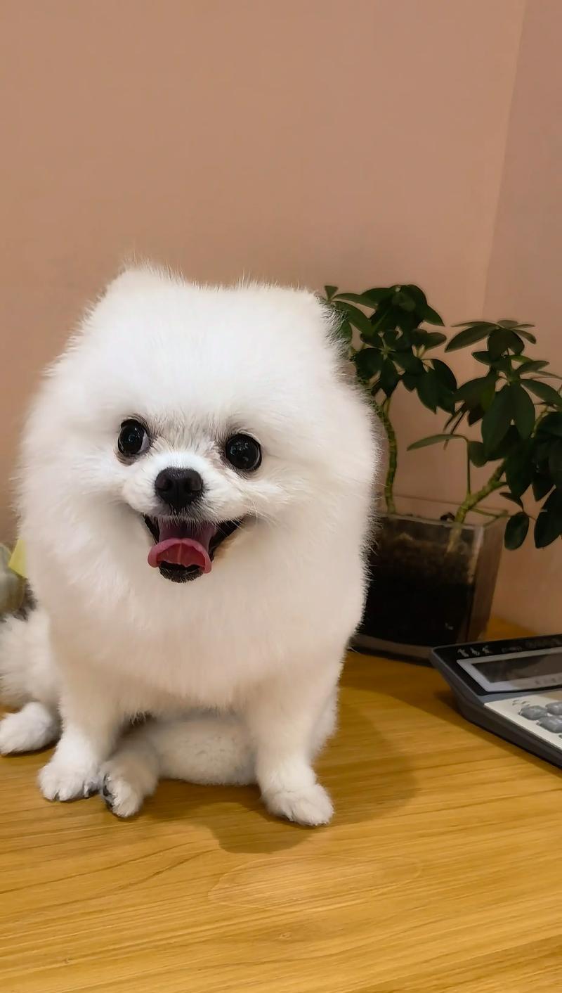 探索博美犬的独特品种特点(了解博美犬的外貌、性格和训练需求)
