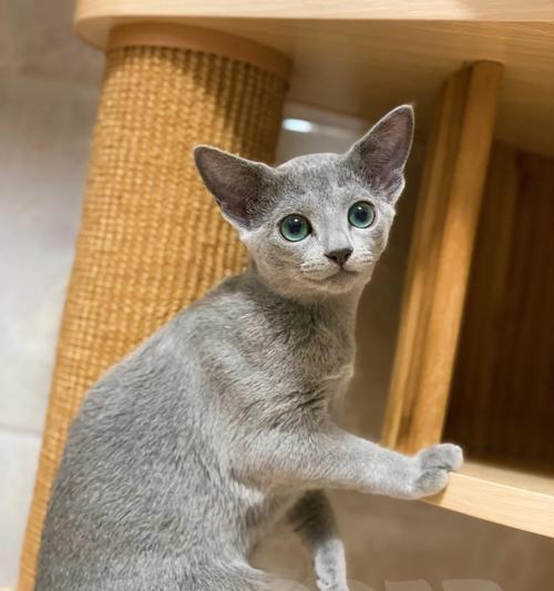 探秘俄罗斯猫的独特品种及其特点(从俄罗斯蓝猫到西伯利亚猫,了解这些与众不同的俄罗斯猫品种)