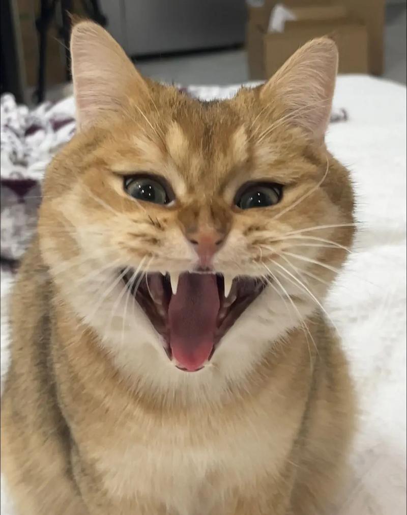 小猫喉咙里的咕咕咕咕之奇妙音响(探秘小猫喉咙里的奇特声音)