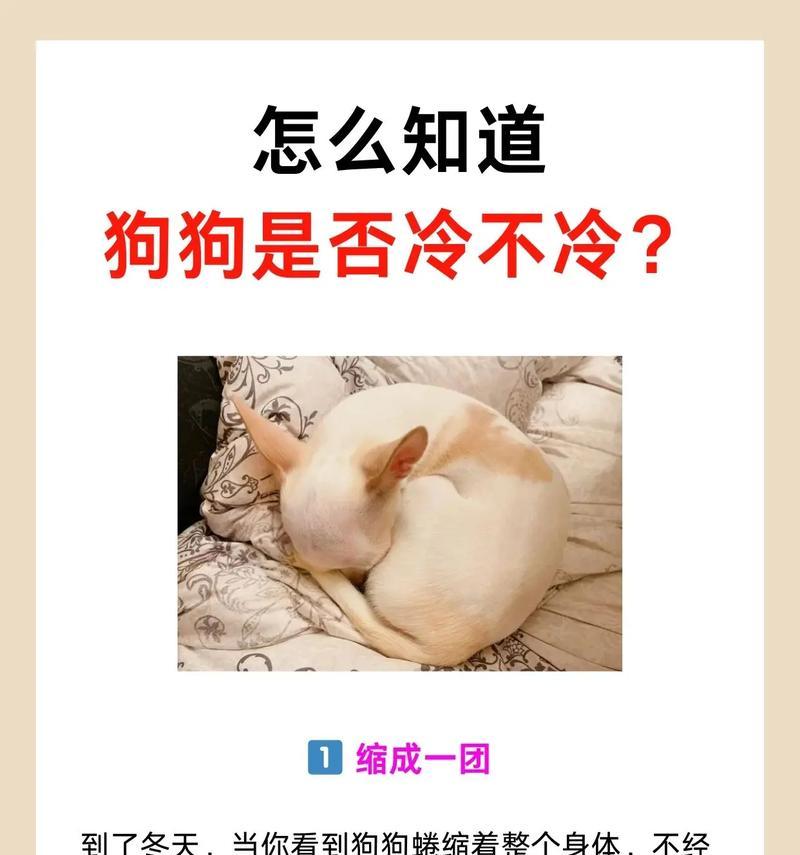 揭秘狗狗饲养的7个冷知识(了解狗狗饲养的七个不为人知的秘密,让你更懂它们!)