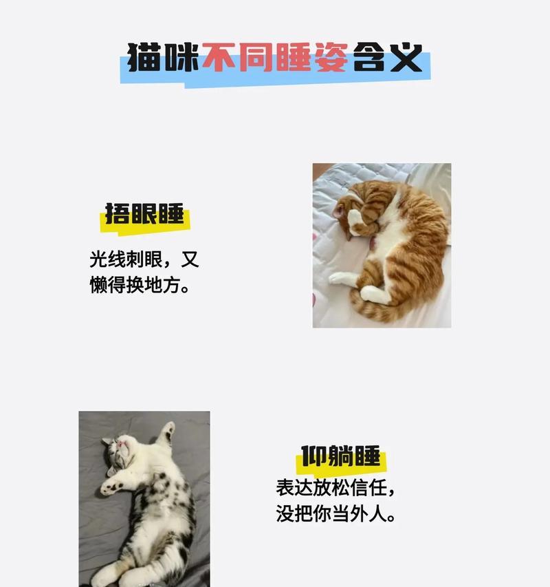猫咪为何喜欢压在人身上睡觉?(探究猫咪压身睡觉的原因和益处)