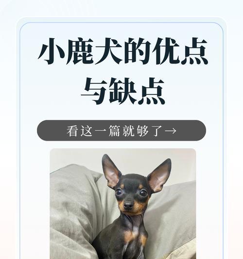 博美和小鹿犬,谁更聪明?(探究博美和小鹿犬的智商差异及优劣势)