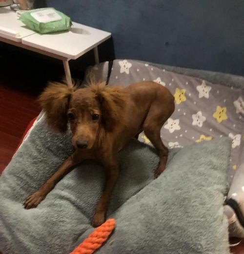泰迪犬长指甲会带来哪些问题？（泰迪指甲未剪会造成的后果及解决方法）