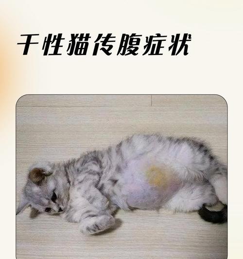 猫咪干性传腹眼睛的防治措施（呵护猫咪眼睛，预防干性传腹眼睛的发生）