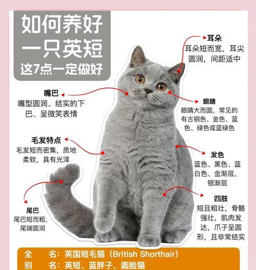 英短公猫的体重究竟有多重？（揭秘英短公猫的标准体重与饮食管理）