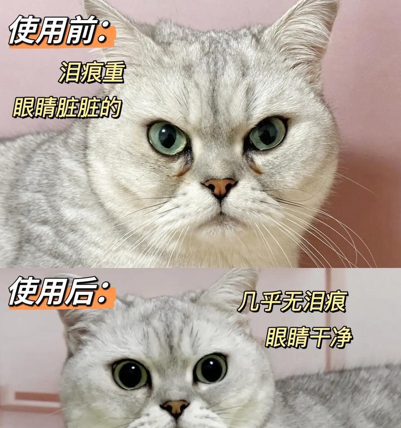 小猫眼屎问题的解决方法（养猫人必看，小猫每天眼屎太多怎么办？）
