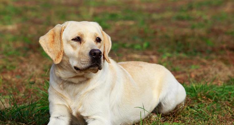 探索大型犬的多重特性与需求（解析大型犬的体型、性格和生活方式，以及其与人类的亲密关系）