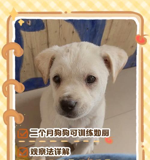 如何训练小狗成为乖巧听话的伙伴（训练技巧和方法助你成功建立良好的狗主关系）