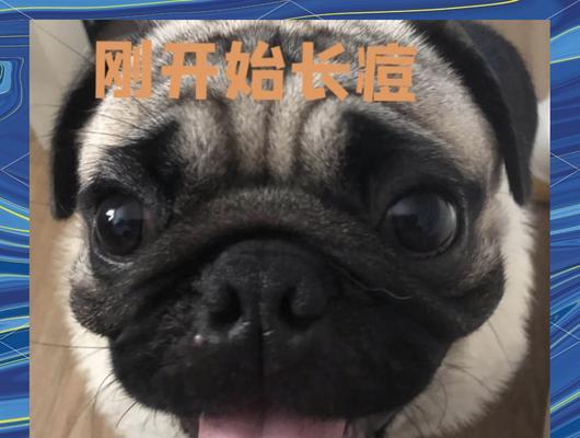 狗鼻子变粉（以狗鼻子变粉为主题，探索神奇的狗嗅觉世界）